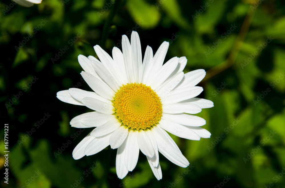 Obraz premium Chamomile in clear weather.