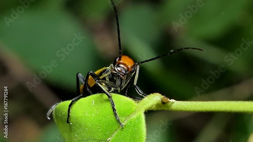 Blister Beetle (Mylabris cichorii Linnaeus) on leaves in tropical rain forest.  photo