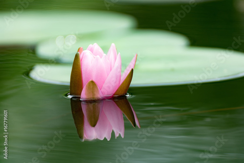 Piękny lotosowy kwiat w stawie symbol Buddha, Tajlandia.