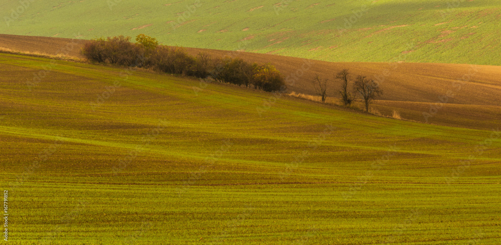 Infinity green field with small group of trees in Moravia, Czech Republic Infinity green field with small group of trees in Moravia, Czech Republic