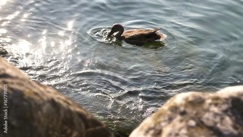 A Duck diving for food near the shore of a lake during daylight photo