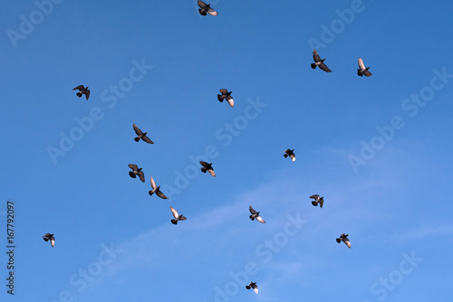 Flock of pigeons flying against blue sky　青空を飛ぶ鳩の群れ