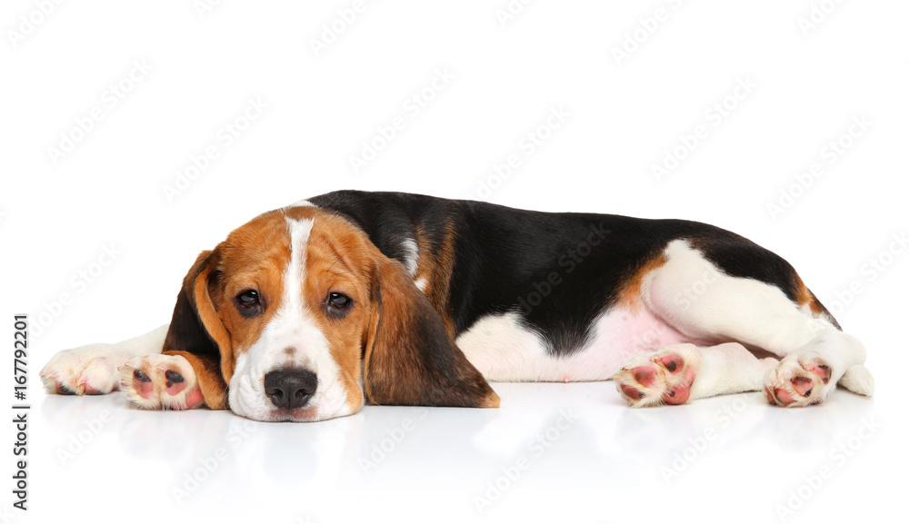 Beagle puppy lying down
