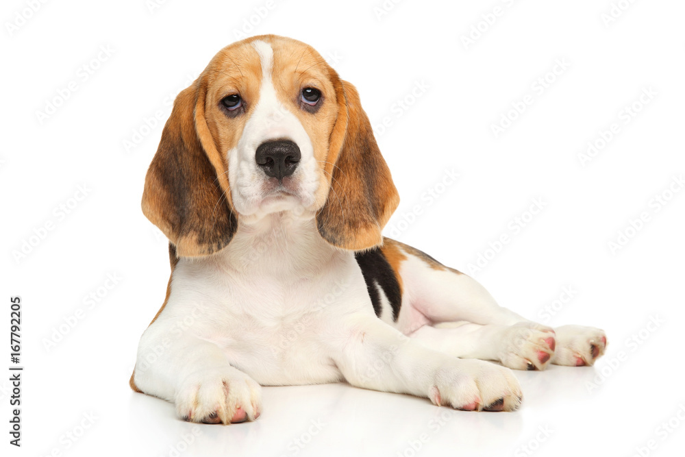 Beagle puppy posing