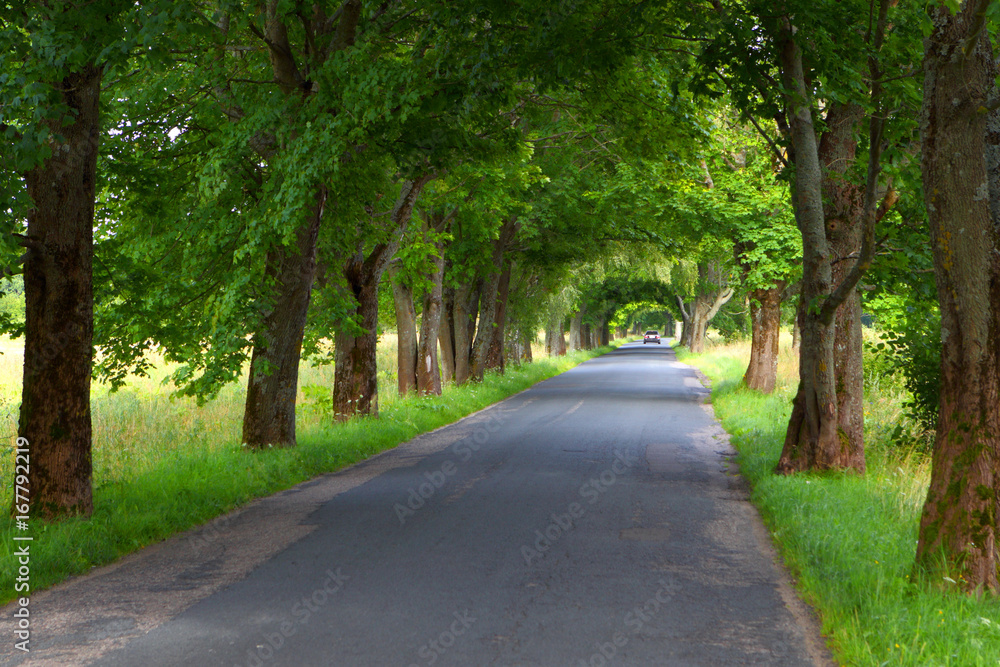 Beautiful road in a grove of trees. Beautiful road in a grove of trees.