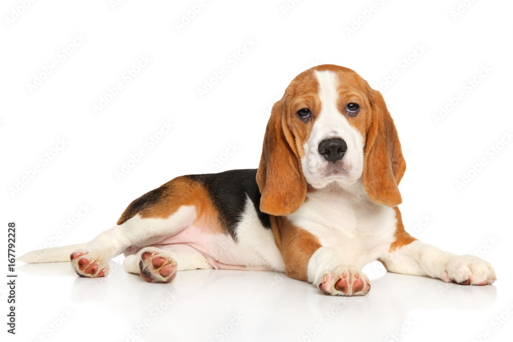 Beagle puppy lying Beagle puppy lying