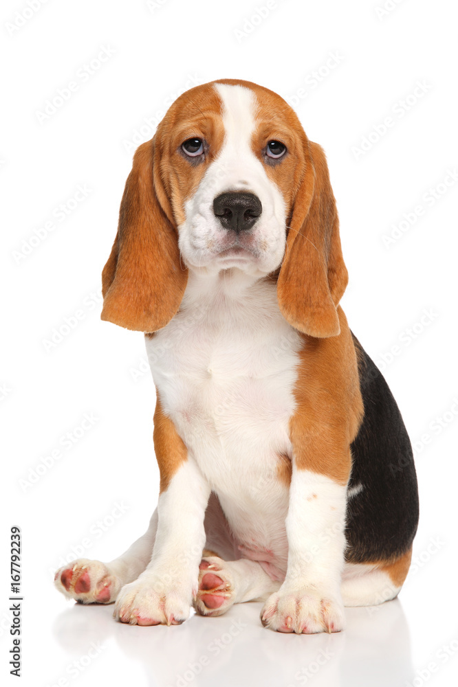Beagle puppy sits Beagle puppy sits