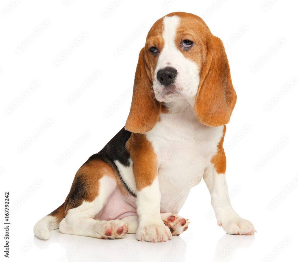 Beagle puppy sits in front of white background