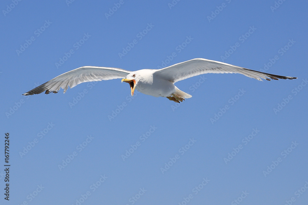 Seagull Seagull