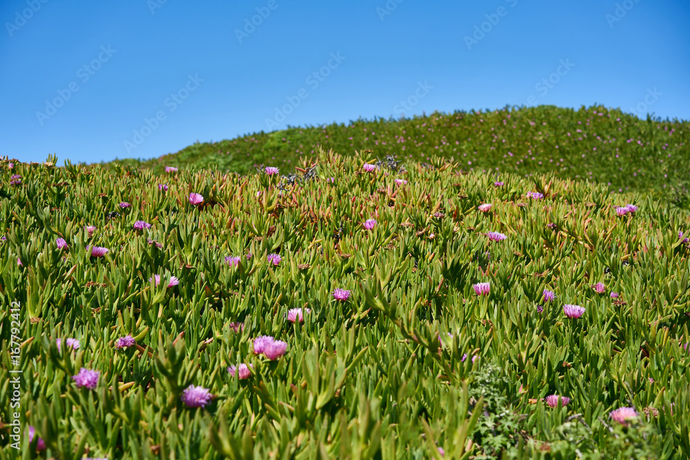 Hills covered by purple succulent flowers Ice Plant - Carpobrotus edulis, California, USA