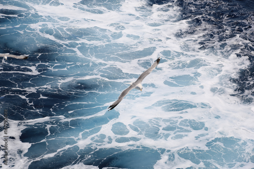 Obraz premium Seagull