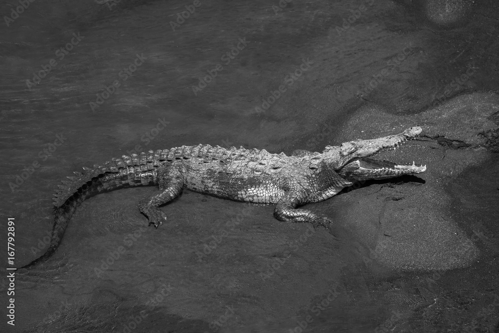 Crocodile rests on the sandy beach on a shallow water of a river with open mouth Crocodile rests on the sandy beach on a shallow water of a river with open mouth