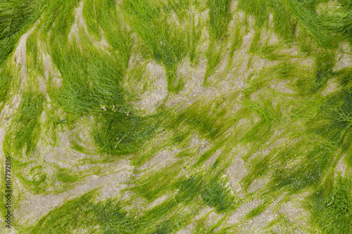 Seetang, Algen als Textur, Hintergrund photo