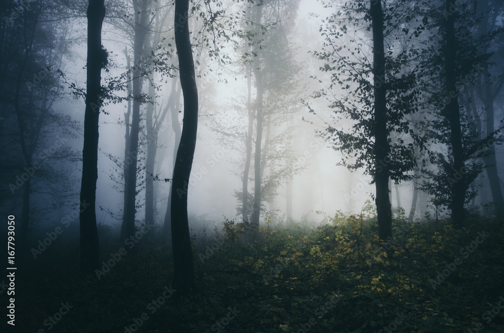 Obraz premium dark foggy forest