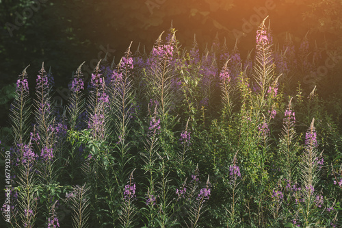 wildflowers in summer sunse...