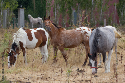 Gruppo di cavalli dal manto pezzato © Lunipa