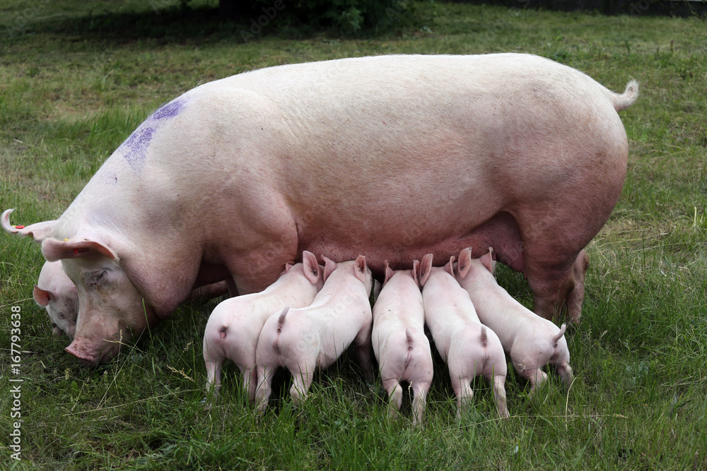Little pigs breast-feeding closeup at animal farm rural scene summertime Little pigs breast-feeding closeup at animal farm rural scene summertime