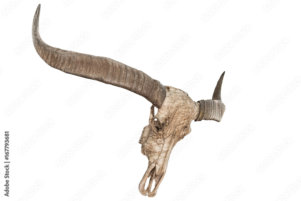 Fototapeta premium Bull skull with horns isolate on white background