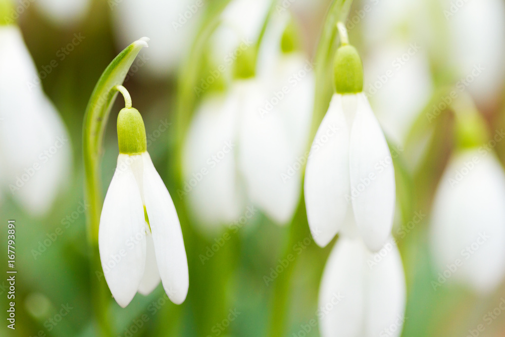 Fresh snowdrops blooming in the sunny day Fresh snowdrops blooming in the sunny day