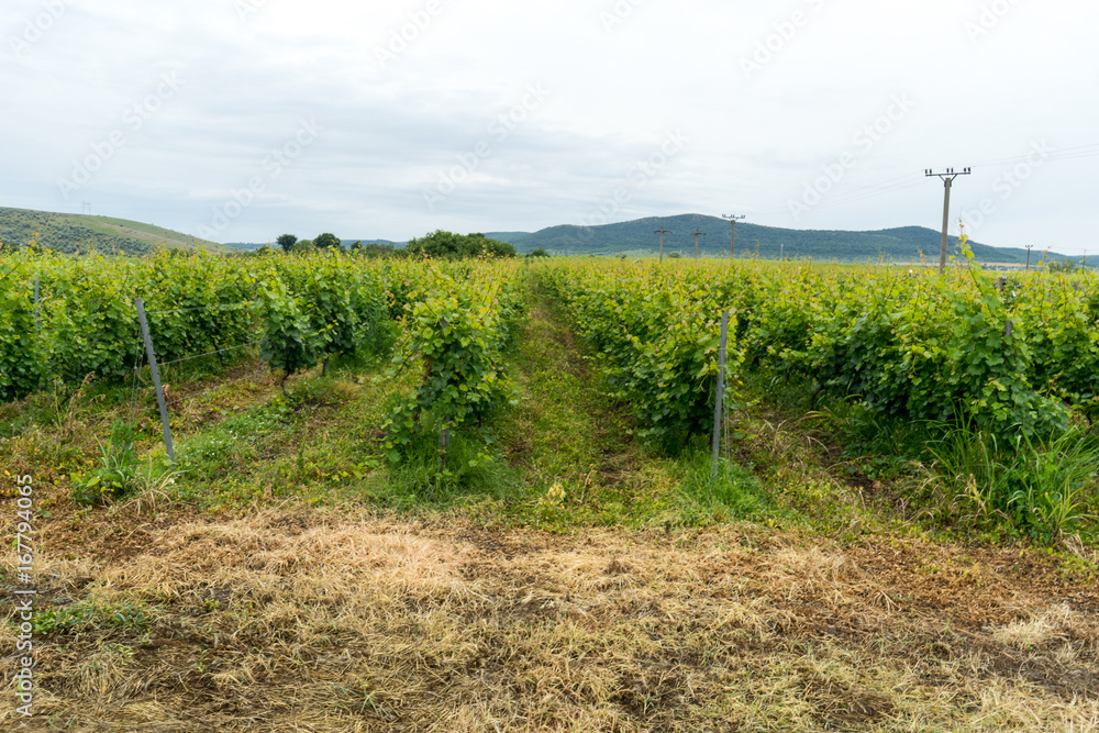 Fototapeta premium Vineyard in Dobrogea, Romania, spring cloudy day