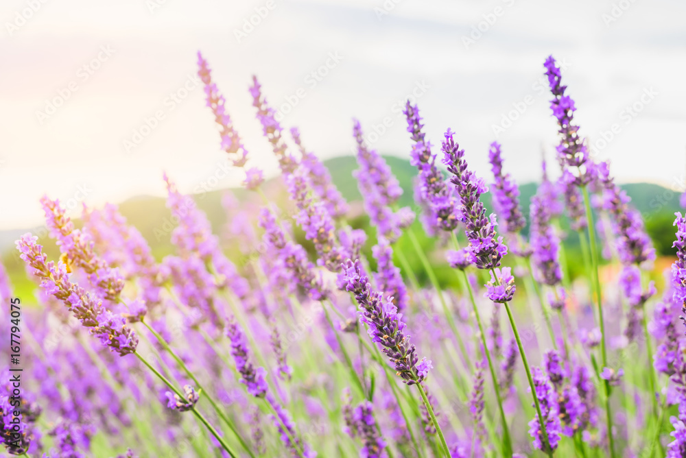 Naklejka premium Piękne fioletowe kwiaty lawendy z żółtym światłem w parku