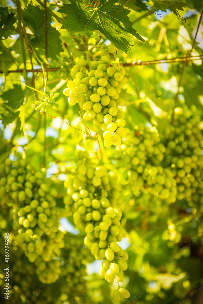 Green grapes hanging Green grapes hanging