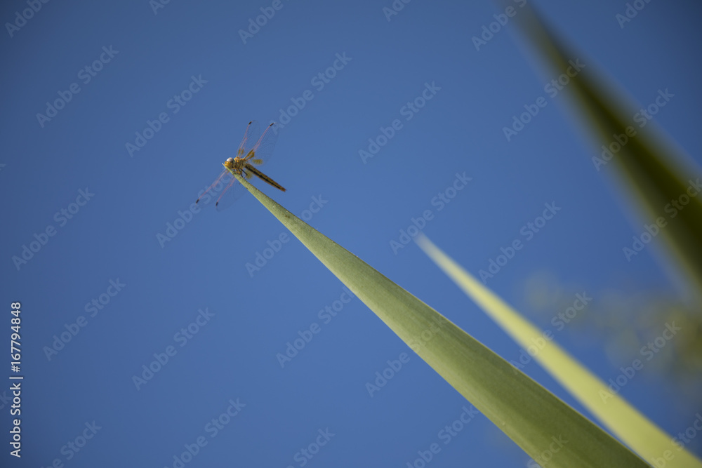 Fototapeta premium An insect is sitting on a green leaf with the blue sky as background