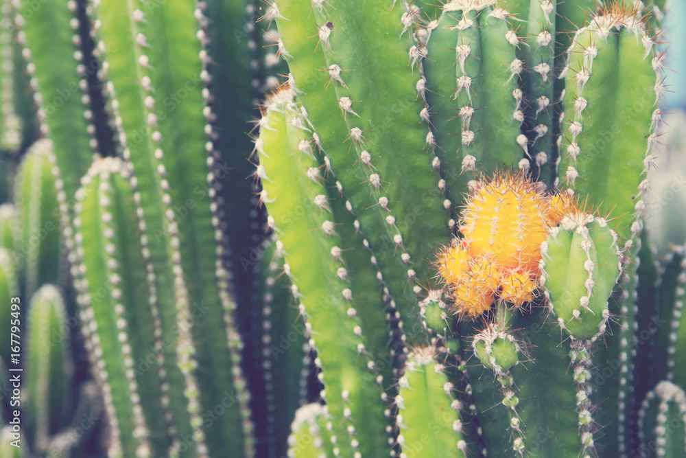 Small orange cactus sprout from green cactus. Small orange cactus sprout from green cactus.