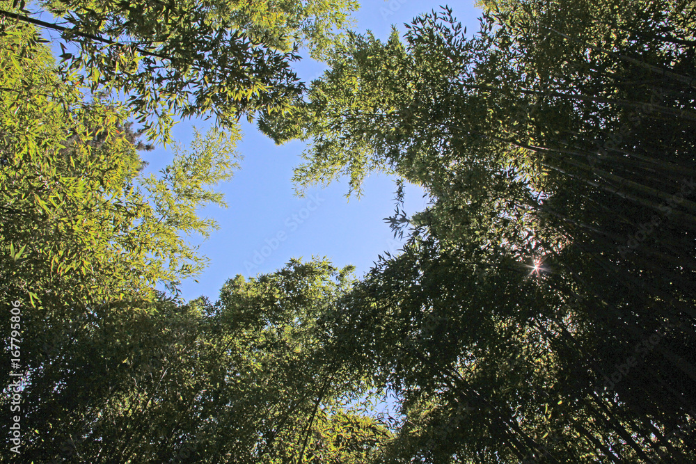 Obraz premium sommet des bambous