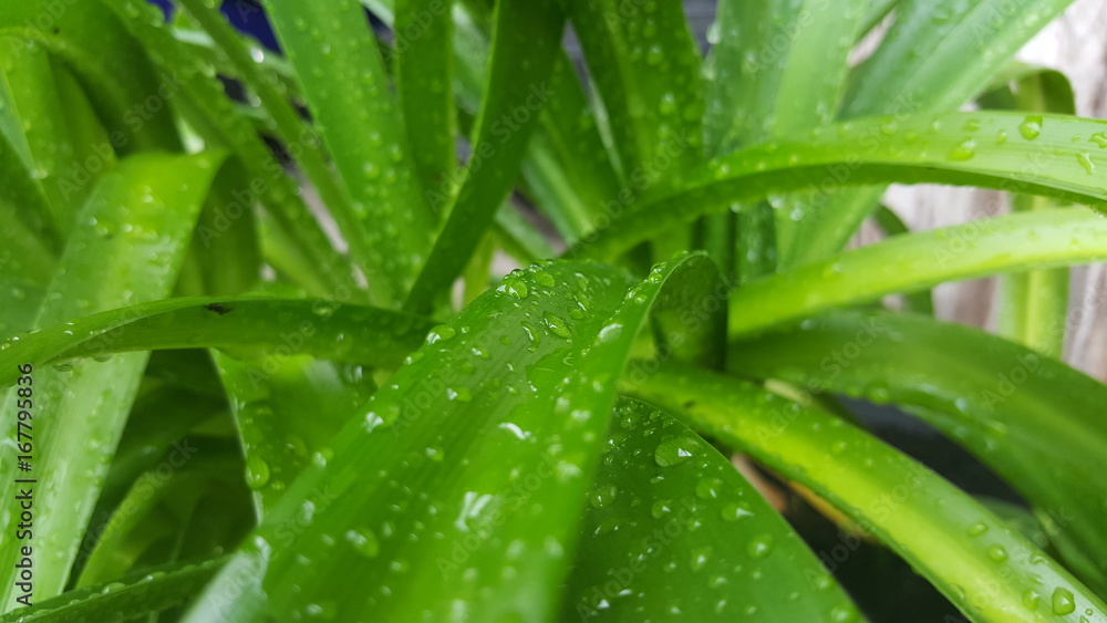 After Rain After Rain