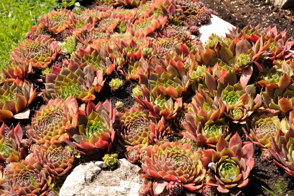 Fototapeta premium Plante grasse, succulentes