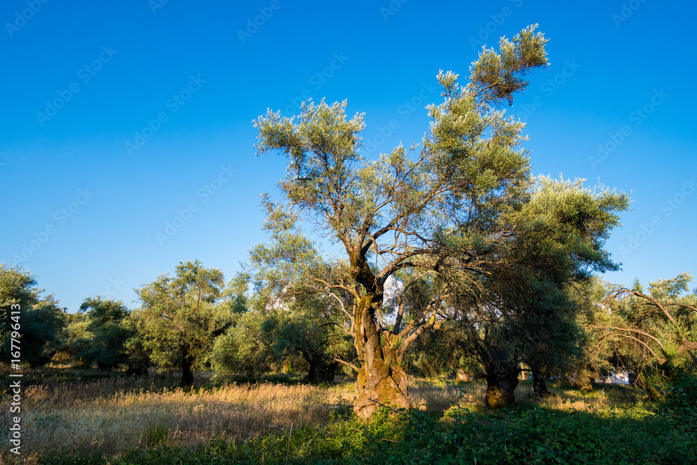 Plantation of olive trees