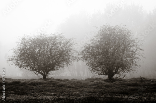 Two trees in mist