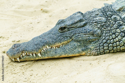 alligator close up 2