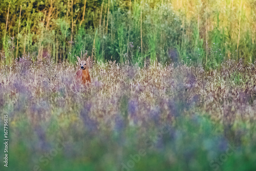 Roe deer buck in field with wild flowers looking towards camera. © ysbrandcosijn