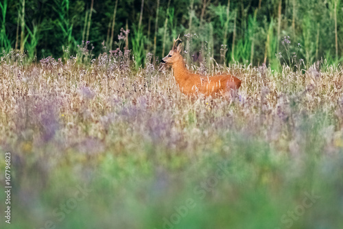 Roe deer buck in field with wild flowers. © ysbrandcosijn