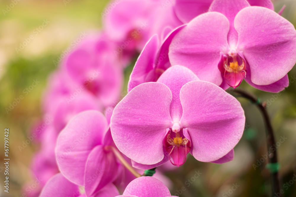 Obraz premium Close up beautiful nature orchid Phalaenopsis pink