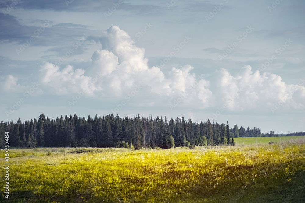 Obraz premium Meadow with yellow grass and fluffy clouds over pine trees on the horizon