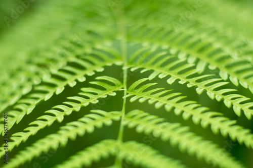 Close up green Fern leaf nature abstract background