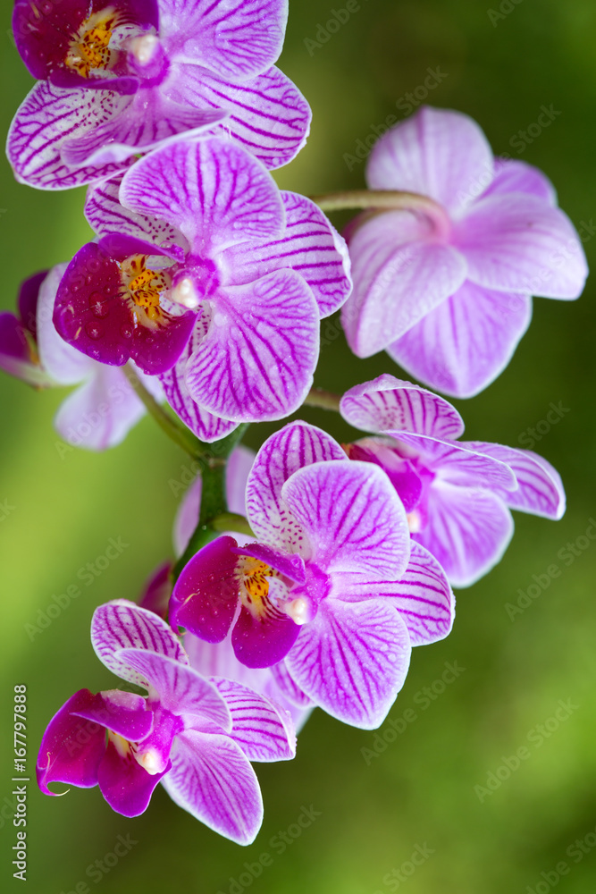 Closeup of a pink orchid with water drops.