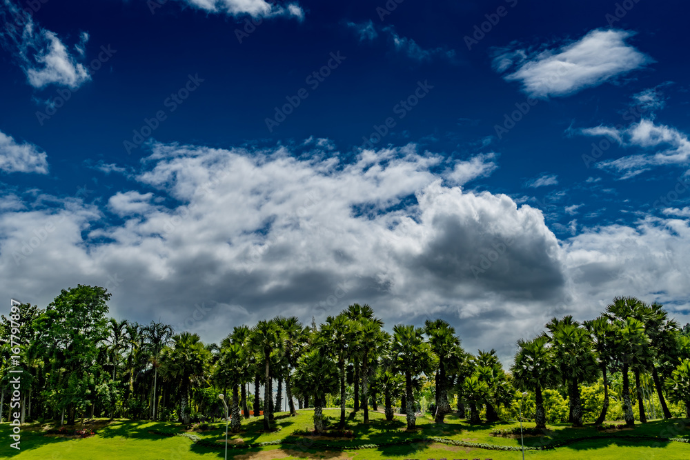 Image of sugar palm Image of sugar palm
