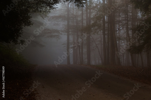A dark and gloomy road through the trees hiding in the fog at Grandview National Park in southern West virginia.