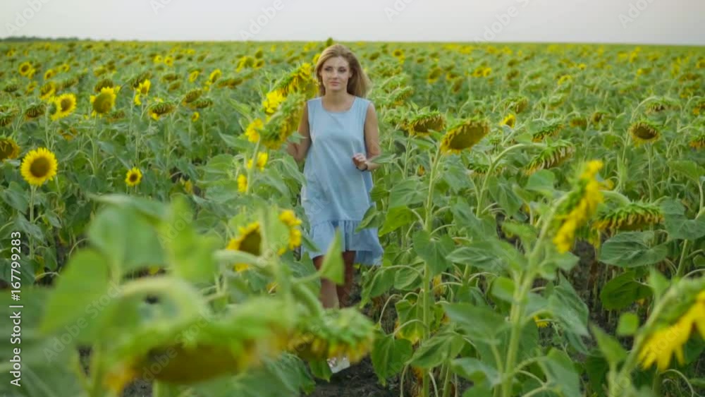 Portrait of a young woman in a blue dress walking in the sunflower field, looking in the camera. Beautiful lady enjoying nature. Slowmotion shot Portrait of a young woman in a blue dress walking in the sunflower field, looking in the camera. Beautiful lady enjoying nature. Slowmotion shot