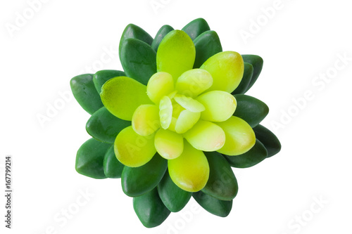 Green succulent isolated on white background with clipping path included