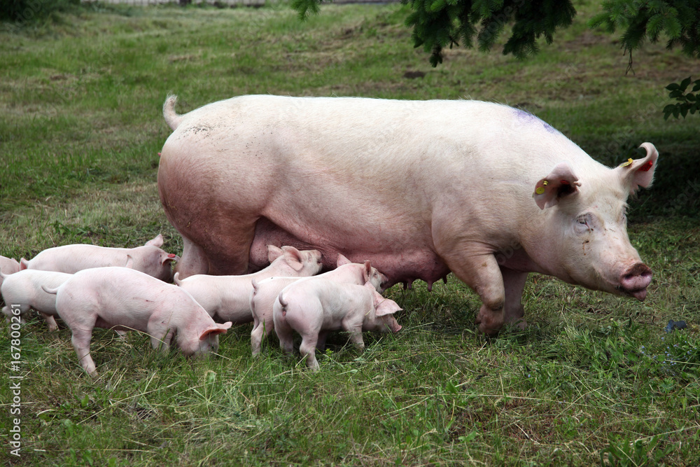 Little pigs eating milk from mother on meadow Little pigs eating milk from mother on meadow