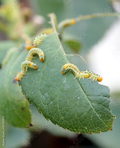 larva photo