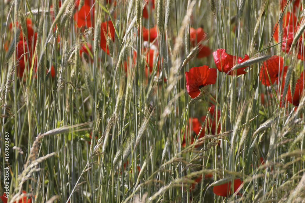Fototapeta premium Klatschmohn im Feld