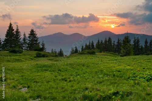 Srpuce and pine trees on a lush green meadow against mountain tops covered with several clouds at sunset. Warm summer evening. Marmarosh range  Carpathian mountains  Ukraine