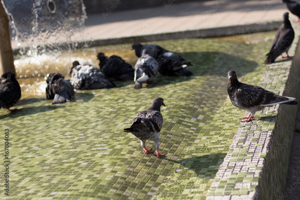 Obraz premium Pigeons playing and resting in a fountain on a warm summer afternoon