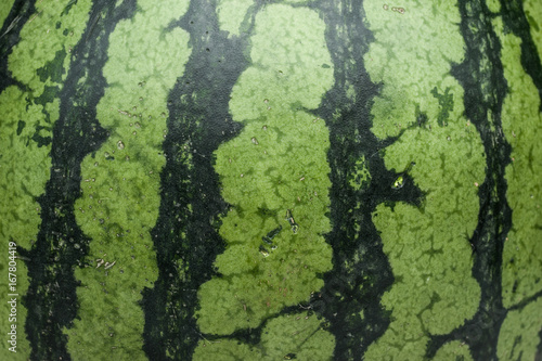 watermelon skin texture background